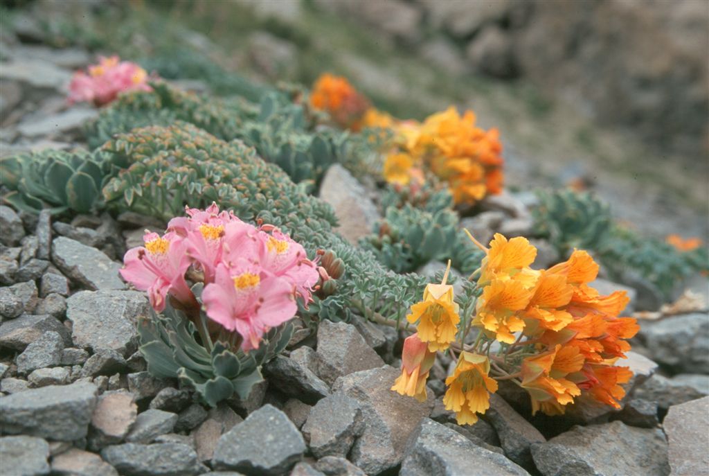 Alpine Flowers